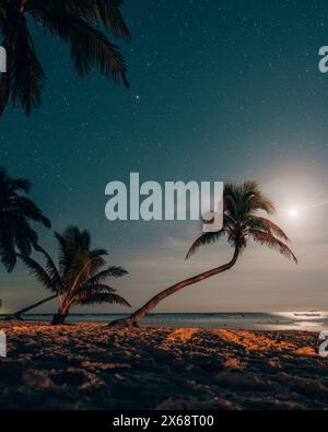 Spiaggia illuminata dalla luna con palme sotto il cielo stellato a Tulum Foto Stock