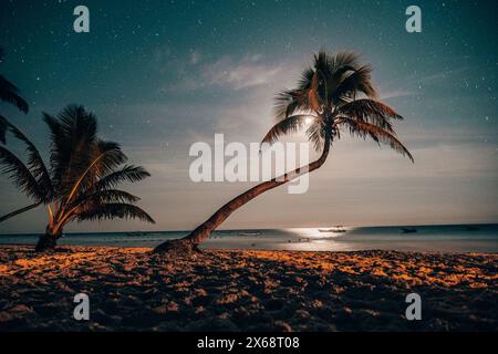 Spiaggia illuminata dalla luna con palme sotto il cielo stellato a Tulum Foto Stock