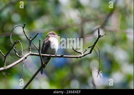 Muscicapa striata, alias flycatcher maculato, arroccato sul ramo del suo habitat. Uccello comune della repubblica Ceca. Foto Stock