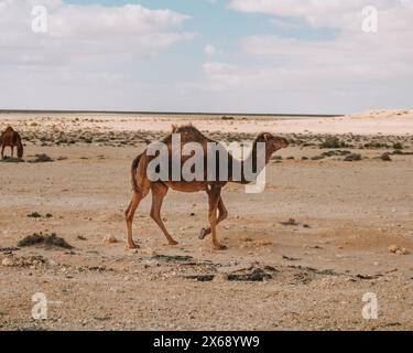 Cammello solitario in piedi nel vasto paesaggio desertico dell'oasi di Siwa, in Egitto Foto Stock