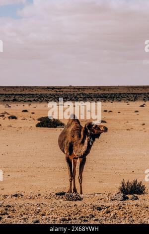 Cammello solitario in piedi nel vasto paesaggio desertico dell'oasi di Siwa, in Egitto Foto Stock