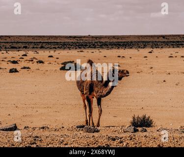 Cammello solitario in piedi nel vasto paesaggio desertico dell'oasi di Siwa, in Egitto Foto Stock