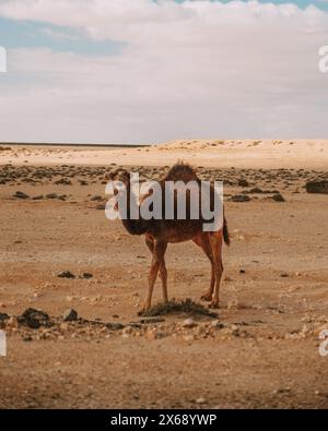 Cammello solitario in piedi nel vasto paesaggio desertico dell'oasi di Siwa, in Egitto Foto Stock