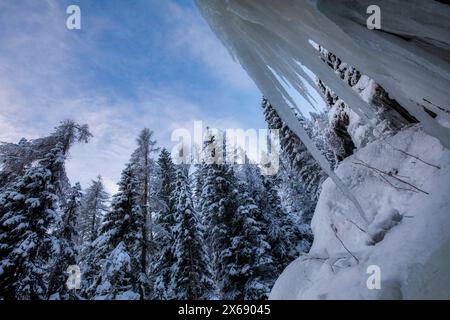 Italia, Veneto, provincia di Belluno, Livinallongo del col di Lana, scenario invernale con alberi innevati e ghiaccioli appesi a una roccia, le Dolomiti Foto Stock