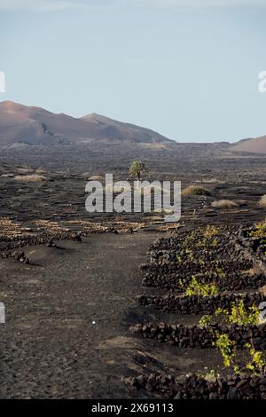 Paesaggio nella regione viticola di Lanzarote, Spagna Foto Stock