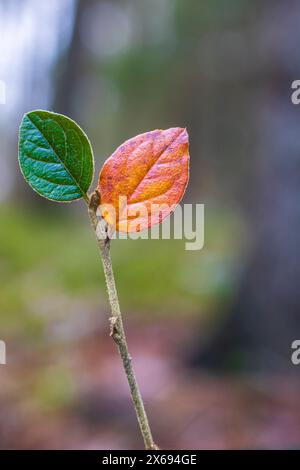 Foglie meravigliosamente colorate, natura morta della foresta Foto Stock