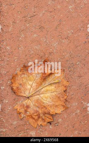 Foglia di vite di colore autunnale, appassita sul pavimento Foto Stock