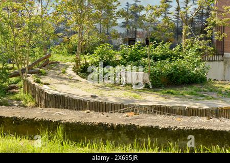 Tigre del Bengala bianca Panthera tigri tigri specie di gatto in via di estinzione in recinzione nello zoo di Sofia, Sofia Bulgaria, Europa orientale, Balcani Foto Stock