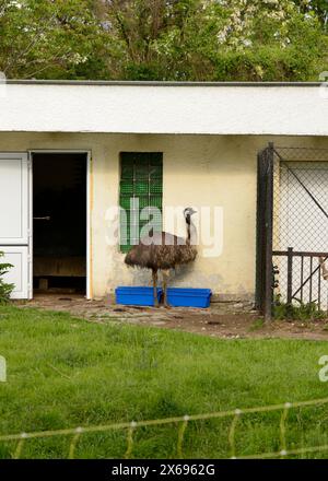 Unico UEM Dromaius novaehollandiae grande uccello nel suo habitat di recinzione nello zoo di Sofia, Sofia, Bulgaria, Europa orientale, Balcani, UE Foto Stock