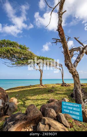 Natura in modo speciale, gli alberi crescono con il vento, un paesaggio da sogno direttamente sul mare turchese. Spiagge di sabbia solitaria nei Caraibi. Pointe Allegre su basse Terre, Guadalupa, Antille francesi. Foto Stock