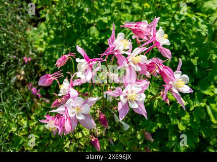 Fiori d'aquilegia rosa e bianca, noti anche come columbine o cofano della nonna, in piena fioritura con fogliame verde Foto Stock