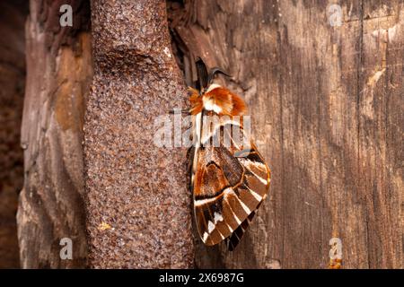 Endromis versicolora famiglia Endromidae genere Endromis Kentish gloria falena natura selvaggia insetti carta da parati, foto, fotografia Foto Stock