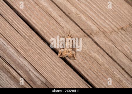 Hypena rostralis famiglia Erebidae genere Hypena muso abbottonato falena natura selvaggia insetti fotografia, foto, sfondo Foto Stock