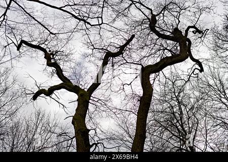 Europa, Germania, Renania settentrionale-Vestfalia, Bonn, città, Bonn, Ippendorf, Kottenforst, Waldau, foresta, riserva naturale, due alberi di tiglio, silhouette, Tilia, senza foglie, stravagante, contorto, forma ad angolo, forme di alberi, circondato da cime degli alberi, cielo, nessun umano, primavera, luce del giorno, prospettiva rana, Foto Stock