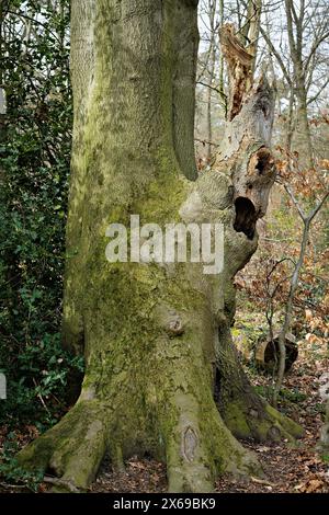 Europa, Germania, Renania settentrionale-Vestfalia, Bonn, città, Bonn, Ippendorf, Kottenforst, Waldau, foresta, riserva naturale, faggio, vecchio albero, creatura di alberi, viso, bizzarro, tronco coperto di muschio, intemperie, atmosfera, misterioso, spettrale, mistico, primaverile, verde incipiente, nessun umano, primavera, luce del giorno, Foto Stock