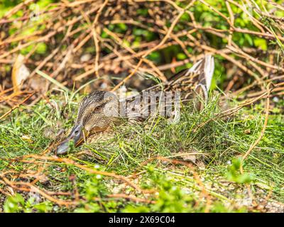 Anatra che schiude anatra. Anatre selvatiche nel nido Foto Stock