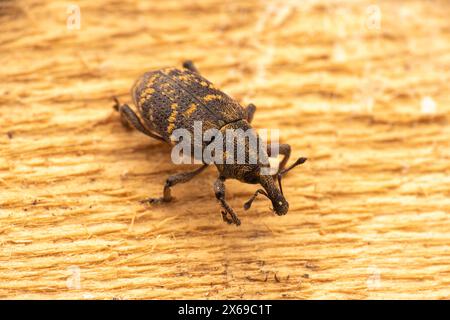 Hylobius abietis famiglia Curculionidae genere Hylobius pino grande weevil natura selvaggia scarabeo fotografia, immagine, sfondo Foto Stock