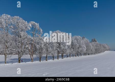 Baumallee St. Johann, Svevia Alb, Baden-Württemberg, Germania Foto Stock