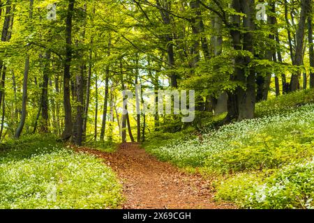 Sentiero nella foresta di Reinhardswald, nel nord dell'Assia, in un giorno di primavera, l'aglio selvatico fiorisce in una riserva naturale Foto Stock