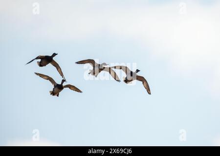 Quattro anatre selvatiche volano nel cielo. Anas platyrhynchos Foto Stock