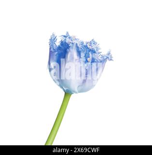 Bellissimo tulipano blu isolato su bianco. Fiore brillante Foto Stock