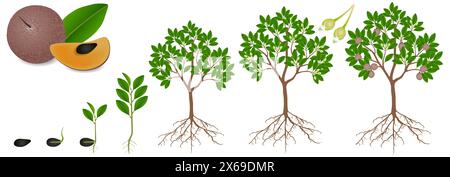 Ciclo di crescita della pianta da frutto di sapote su sfondo bianco. Illustrazione Vettoriale