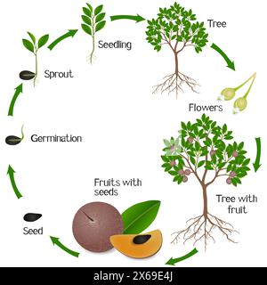 Un ciclo di crescita di piante da frutto di sapote su sfondo bianco. Illustrazione Vettoriale