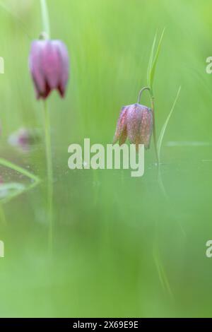 Fiore del fiore degli scacchi (Fritillaria meleagris) nei prati di Sinntal, Assia, Germania Foto Stock