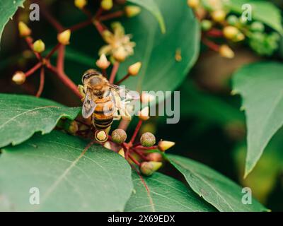 Polline di raccolta delle api nell'impianto di fioritura Foto Stock