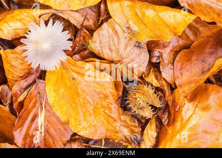 Il mondo del primo piano incospicuo e incospicuo dei funghi Foto Stock