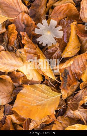 Il mondo del primo piano incospicuo e incospicuo dei funghi Foto Stock