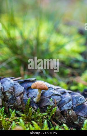 Il mondo del primo piano incospicuo e incospicuo dei funghi Foto Stock