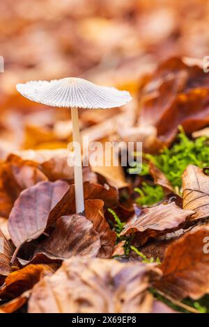 Il mondo del primo piano incospicuo e incospicuo dei funghi Foto Stock