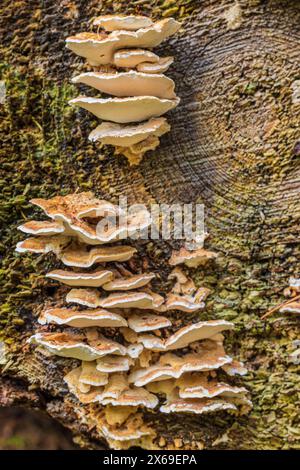 Fungo a strati Shaggy, Stereum hirsutum Foto Stock