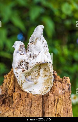 Natura morta del giardino, decorazione del giardino, guscio di ostriche su palo in legno, sfondo naturale, flotsam e jetsam Foto Stock