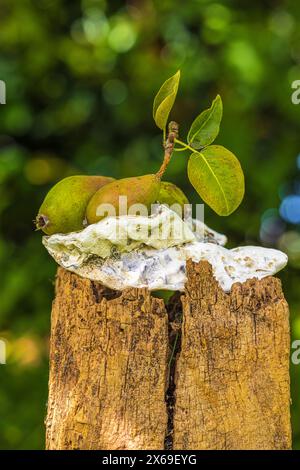 Natura morta del giardino, decorazione del giardino, pera, guscio di ostriche su palo di legno, sfondo naturale Foto Stock