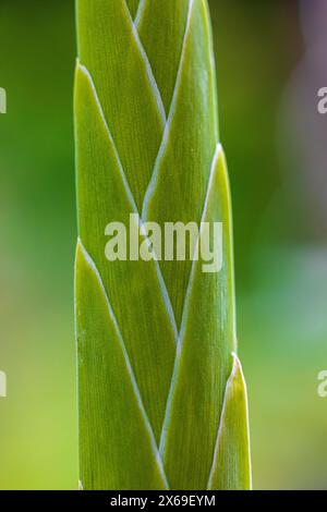 Gladiolus, bocciolo di fiori, fiore chiuso, primo piano Foto Stock