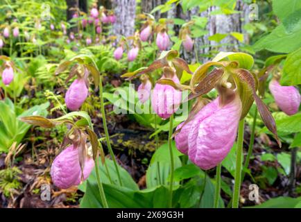 Pantofole Pink Lady's (acaule Cypripedium) - Pisgah National Forest, Brevard, North Carolina, Stati Uniti Foto Stock