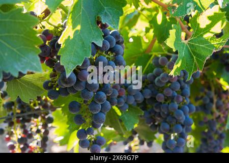 Vigneti in vendemmia autunnale. Grandi grappoli di uva da vino scuro. Sfondo naturale. Foto Stock