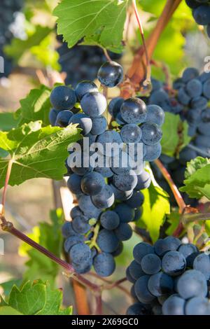 Grandi grappoli di uva da vino rosso con il sole. Vigneti in estate. Foto Stock