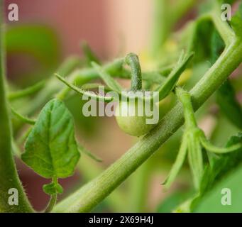 Un po' di pomodoro verde sul cespuglio fresco nel giardino di primavera. Foto Stock