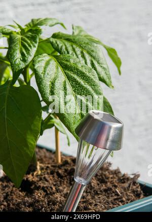 Luce a batteria solare con foglie verdi del cespuglio di paprika selvatico nel giardino primaverile. Foto Stock