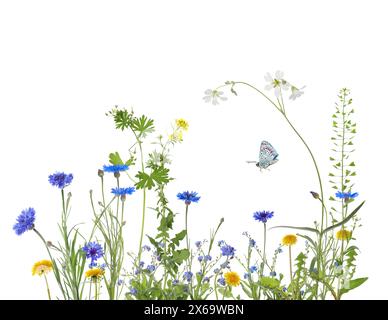 Fiori di prato colorati e farfalla su sfondo bianco Foto Stock