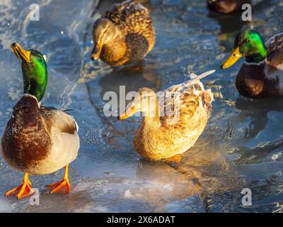 Stormo di anatre che giocano e galleggiano sul lago ghiacciato invernale del parco cittadino. Uccelli nei gabbiani invernali, anatre nuotano in un lago parzialmente ghiacciato Foto Stock