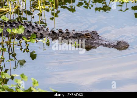 Alligatore americano (Alligator Mississippi ppiensis) al Sweetwater Wetlands Park lungo Paynes Prairie a Gainesville, Florida. (USA) Foto Stock