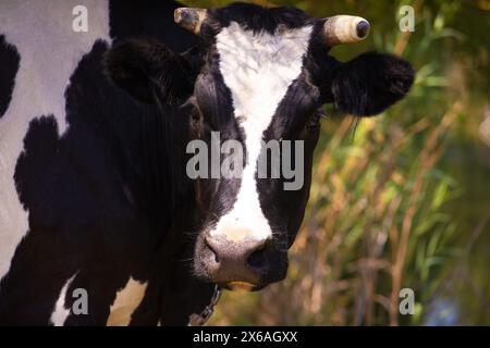 Bella museruola di una mucca bianca e nera. Foto Stock