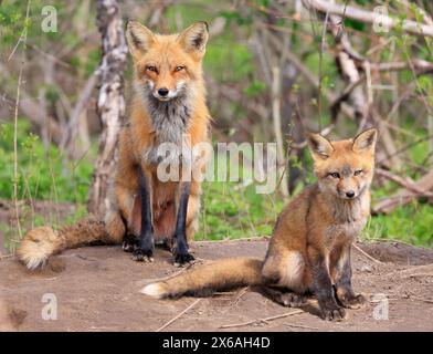 Ritratto della madre volpe rossa e del suo bambino nella foresta, in Canada Foto Stock