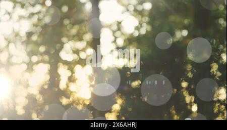 Immagine di macchie di luce sugli alberi nella foresta Foto Stock