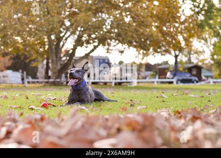 Cane da bestiame australiano che gioca nelle foglie autunnali Foto Stock