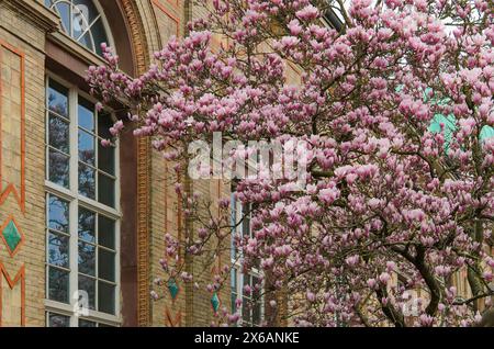 Un edificio in mattoni incorniciato da un fiorente albero di magnolia rosa. Foto Stock